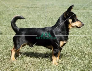 <b class=qtipBold><figcaption>Lancashire Heeler</figcaption></b><br><br><em>© Diane Pearce Collection / The Kennel Club</em> Lancashire Heeler