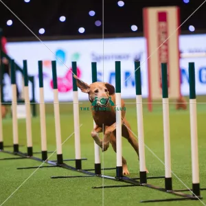<b class=qtipBold><figcaption>Large Novice and Medium ABC Final</figcaption></b><br><em>© Yulia Titovets / The Kennel Club</em> Large Novice and Medium ABC Final