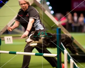 <b class=qtipBold><figcaption>Large teams agility final</figcaption></b><br><em>© Yulia Titovets / The Kennel Club</em> Large teams agility final