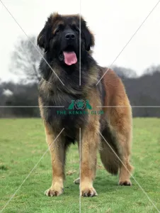 <b class=qtipBold><figcaption>Leonberger</figcaption></b><br><br><em>© Diane Pearce Collection / The Kennel Club</em> Leonberger