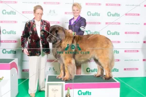 <b class=qtipBold><figcaption>LEONBERGER 2nd Place Working Group</figcaption></b><br>LEONBERGER 2nd Place Working Group Judge Meg Purnell-Carpenter<br><em>© The Kennel Club </em> LEONBERGER 2nd Place Working Group