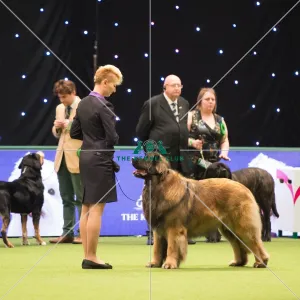 <b class=qtipBold><figcaption>Leonberger Best of Breed Crufts 2017</figcaption></b><br>Working Group judging<br><em>© Yulia Titovets</em> Leonberger Best of Breed Crufts 2017