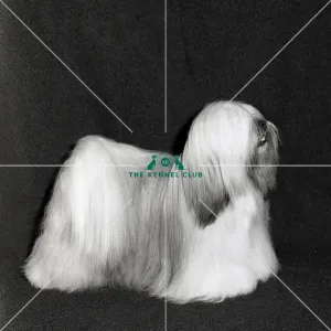 <b class=qtipBold><figcaption>Lhasa Apso</figcaption></b><br>Saxonspring Hackensack<br><em>© Diane Pearce Collection / The Kennel Club</em> Lhasa Apso