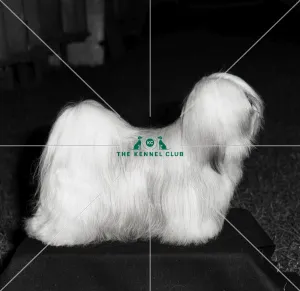 <b class=qtipBold><figcaption>Lhasa Apso</figcaption></b><br>Ch Orlanes Intrepid<br><em>© Diane Pearce Collection / The Kennel Club</em> Lhasa Apso