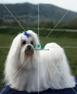 <b class=qtipBold><figcaption>Maltese</figcaption></b><br><br><em>© Diane Pearce Collection / The Kennel Club</em> Maltese