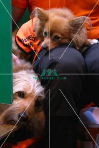 <b class=qtipBold><figcaption>Manchester Dogs Home</figcaption></b><br><em>© The Kennel Club</em> Manchester Dogs Home