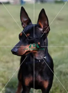 <b class=qtipBold><figcaption>Manchester Terrier</figcaption></b><br><br><em>© Diane Pearce Collection / The Kennel Club</em> Manchester Terrier