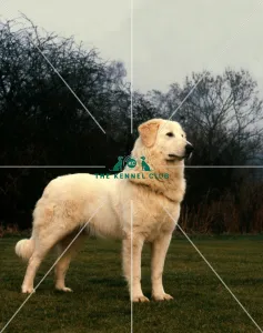 <b class=qtipBold><figcaption>Maremma Sheepdog</figcaption></b><br><br><em>© Diane Pearce Collection / The Kennel Club</em> Maremma Sheepdog
