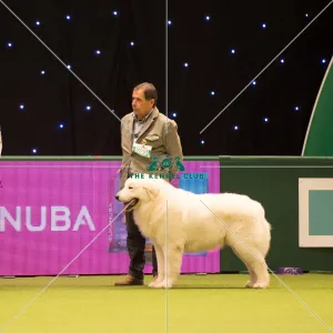 <b class=qtipBold><figcaption>Maremma Sheepdog</figcaption></b><br>Pastoral Group judging Pastoral Group judging MAREMMA SHEEPDOG<br><em>© Yulia Titovets</em> Maremma Sheepdog