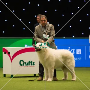 <b class=qtipBold><figcaption>Maremma Sheepdog</figcaption></b><br>Pastoral Group judging MAREMMA SHEEPDOG<br><em>© Yulia Titovets</em> Maremma Sheepdog