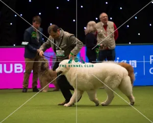 <b class=qtipBold><figcaption>Maremma Sheepdog</figcaption></b><br>Pastoral Group judging MAREMMA SHEEPDOG<br><em>© Yulia Titovets</em> Maremma Sheepdog