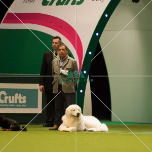 <b class=qtipBold><figcaption>Maremma Sheepdog</figcaption></b><br>Pastoral Group judging MAREMMA SHEEPDOG<br><em>© Yulia Titovets</em> Maremma Sheepdog