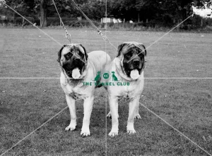 <b class=qtipBold><figcaption>Mastiff</figcaption></b><br>Ch Copenore Rab and Ch Hollesley Marushlas Dagda<br><em>© Diane Pearce Collection / The Kennel Club</em> Mastiff
