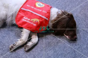 <b class=qtipBold><figcaption>medical detection dogs</figcaption></b><br><em>© The Kennel Club</em> medical detection dogs