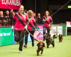 <b class=qtipBold><figcaption>Medium teams 2nd</figcaption></b><br><em>© Yulia Titovets / The Kennel Club</em> Medium teams 2nd