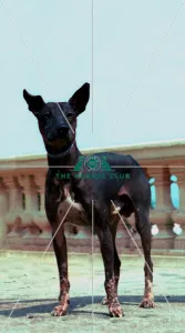 <b class=qtipBold><figcaption>Mexican Hairless</figcaption></b><br><br><em>© Diane Pearce Collection / The Kennel Club</em> Mexican Hairless