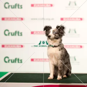 <b class=qtipBold><figcaption>Miniature American Shepherd</figcaption></b><br>Cute puppy Miniature American Shepherd<br><em>© Yulia Titovets / The Kennel Club</em> Miniature American Shepherd