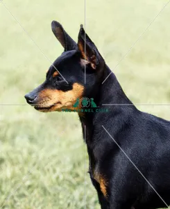 <b class=qtipBold><figcaption>Miniature Pinscher</figcaption></b><br><br><em>© Diane Pearce Collection / The Kennel Club</em> Miniature Pinscher