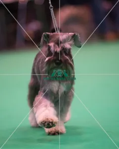 <b class=qtipBold><figcaption>Miniature Schnauzer breed ring</figcaption></b> Miniature Schnauzer breed ring