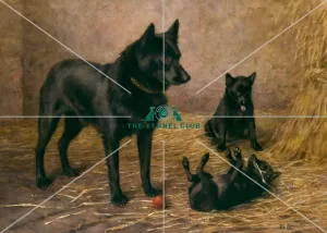Mrs Skewes Coxs Schipperkes Mrs Skewes Coxs Schipperkes