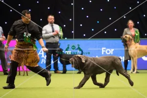 <b class=qtipBold><figcaption>Neapolitan Mastiff (Noncc)</figcaption></b><br>Working Group judging NEAPOLITAN MASTIFF (NONCC)<br><em>© Yulia Titovets</em> Neapolitan Mastiff (Noncc)