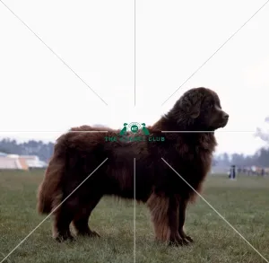 <b class=qtipBold><figcaption>Newfoundland</figcaption></b><br><br><em>© Diane Pearce Collection / The Kennel Club</em> Newfoundland