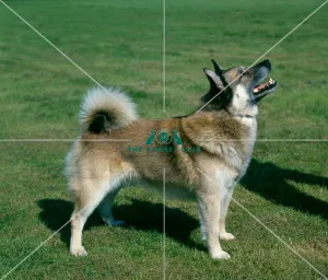 <b class=qtipBold><figcaption>Norwegian Buhund</figcaption></b><br><br><em>© Diane Pearce Collection / The Kennel Club</em> Norwegian Buhund