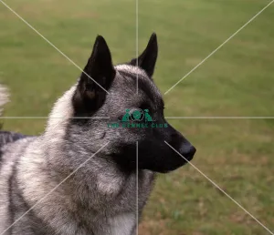 <b class=qtipBold><figcaption>Norwegian Elkhound</figcaption></b><br><br><em>© Diane Pearce Collection / The Kennel Club</em> Norwegian Elkhound
