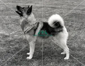 <b class=qtipBold><figcaption>Norwegian Elkhuond</figcaption></b><br>Ch Rothenborg Christian<br><em>© Diane Pearce Collection / The Kennel Club</em> Norwegian Elkhuond