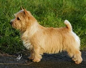 Images Dated 17th December 2006: Norwich Terrier