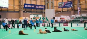<b class=qtipBold><figcaption>Obedience</figcaption></b><br><em>© Roger Sjolstad / The Kennel Club</em> Obedience
