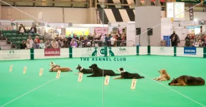 <b class=qtipBold><figcaption>Obedience</figcaption></b><br><em>© Roger Sjolstad / The Kennel Club</em> Obedience