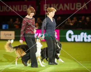<b class=qtipBold><figcaption>Obedience Winners 2016</figcaption></b><br><em>© Yulia Titovets / The Kennel Club</em> Obedience Winners 2016