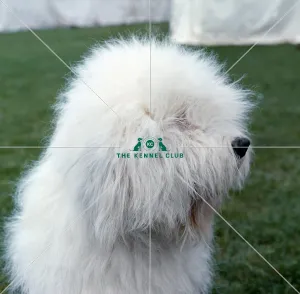 <b class=qtipBold><figcaption>Old English Sheepdog</figcaption></b><br><br><em>© Diane Pearce Collection / The Kennel Club</em> Old English Sheepdog