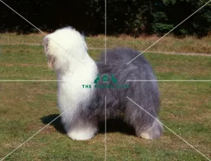 <b class=qtipBold><figcaption>Old English Sheepdog</figcaption></b><br><br><em>© Diane Pearce Collection / The Kennel Club</em> Old English Sheepdog