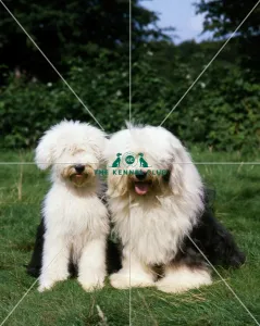 <b class=qtipBold><figcaption>Old English Sheepdogs</figcaption></b><br><br><em>© Diane Pearce Collection / The Kennel Club</em> Old English Sheepdogs