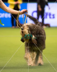 <b class=qtipBold><figcaption>OTTERHOUND</figcaption></b><br>Hound Group judging<br><em>© Yulia Titovets</em> OTTERHOUND