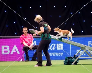 <b class=qtipBold><figcaption>overall winner small KC British Open</figcaption></b><br><em>© Yulia Titovets / The Kennel Club</em> overall winner small KC British Open
