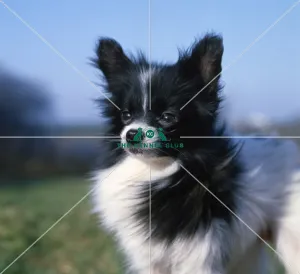 <b class=qtipBold><figcaption>Papillon</figcaption></b><br>app-sg<br><em>© Diane Pearce Collection / The Kennel Club</em> Papillon