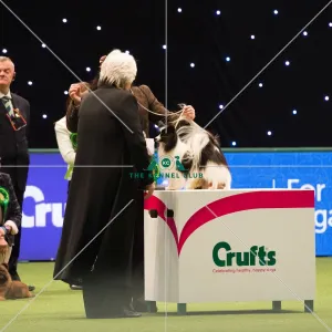 <b class=qtipBold><figcaption>Papillon Best of Breed Crufts 2017</figcaption></b><br>Toy Group judging<br><em>© Yulia Titovets</em> Papillon Best of Breed Crufts 2017