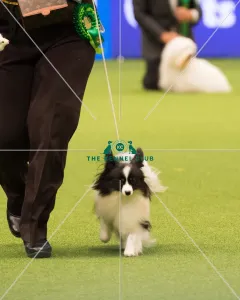 <b class=qtipBold><figcaption>Papillon Best of Breed Crufts 2017</figcaption></b><br>Toy Group judging<br><em>© Yulia Titovets</em> Papillon Best of Breed Crufts 2017