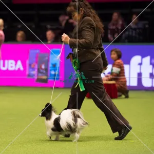 <b class=qtipBold><figcaption>Papillon Best of Breed Crufts 2017</figcaption></b><br>Toy Group judging<br><em>© Yulia Titovets</em> Papillon Best of Breed Crufts 2017