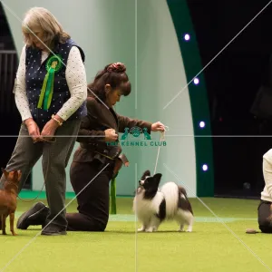 <b class=qtipBold><figcaption>Papillon Best of Breed Crufts 2017</figcaption></b><br>Toy Group judging<br><em>© Yulia Titovets</em> Papillon Best of Breed Crufts 2017
