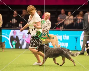 <b class=qtipBold><figcaption>Pastoral Group</figcaption></b><br><em>© Yulia Titovets / The Kennel Club</em> Pastoral Group
