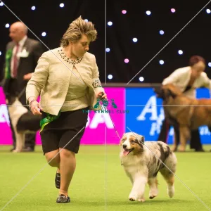 <b class=qtipBold><figcaption>Pastoral Group</figcaption></b><br><em>© Yulia Titovets / The Kennel Club</em> Pastoral Group