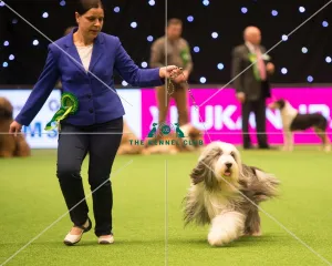 <b class=qtipBold><figcaption>Pastoral Group</figcaption></b><br><em>© Yulia Titovets / The Kennel Club</em> Pastoral Group