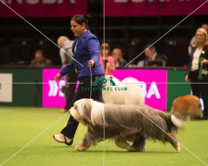 <b class=qtipBold><figcaption>Pastoral Group</figcaption></b><br><em>© Yulia Titovets / The Kennel Club</em> Pastoral Group