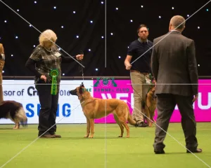 <b class=qtipBold><figcaption>Pastoral Group</figcaption></b><br><em>© Yulia Titovets / The Kennel Club</em> Pastoral Group