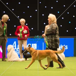 <b class=qtipBold><figcaption>Pastoral Group</figcaption></b><br><em>© Yulia Titovets / The Kennel Club</em> Pastoral Group