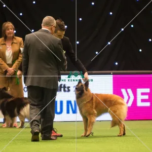 <b class=qtipBold><figcaption>Pastoral Group</figcaption></b><br><em>© Yulia Titovets / The Kennel Club</em> Pastoral Group